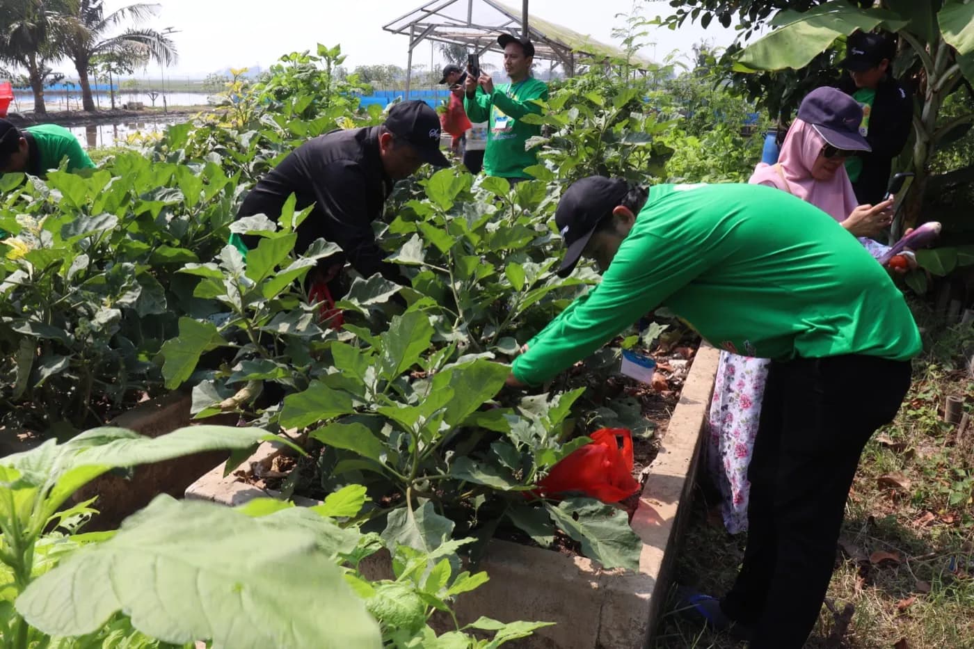 Peserta memetik terong di bedengan kebun