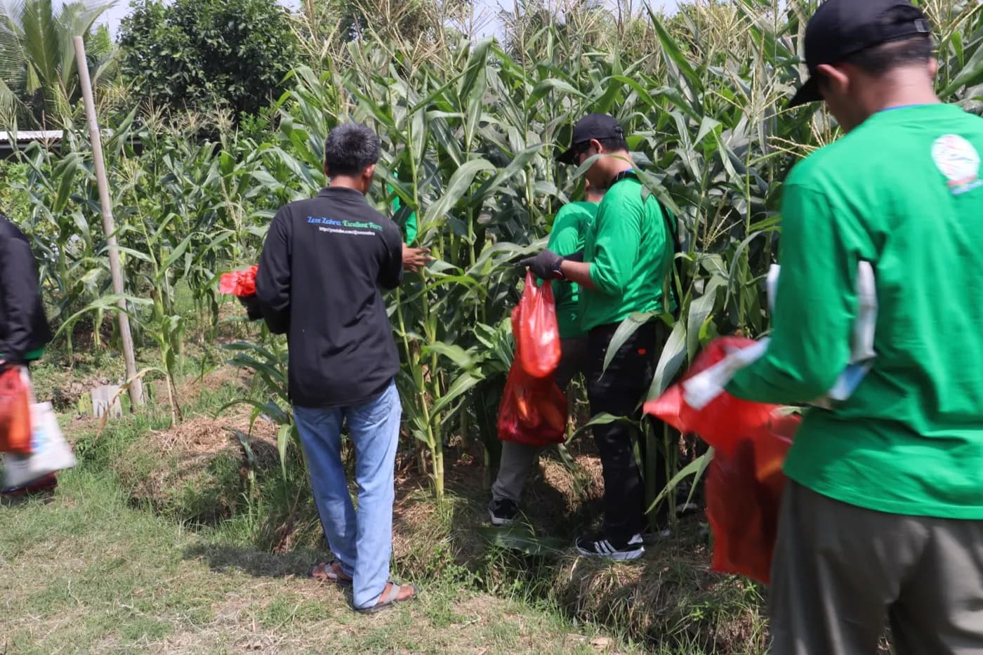 Peserta memetik jagung bersama pemandu kebun